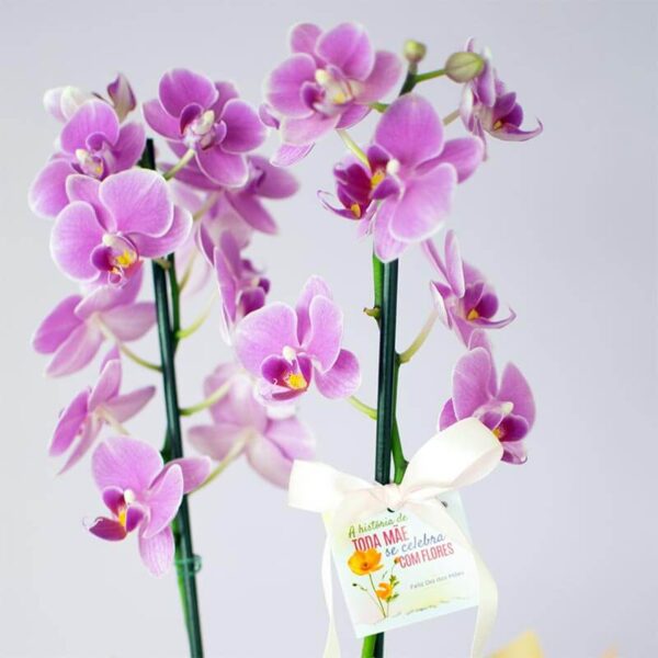 Caixa Especial Mãe Orquídea - Image 4