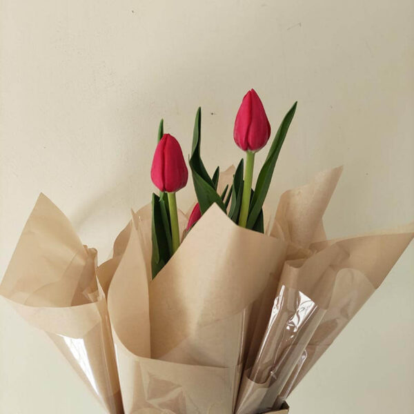 Tulipa - Image 4