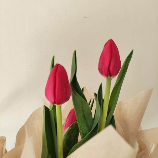 Tulipa - Image 2